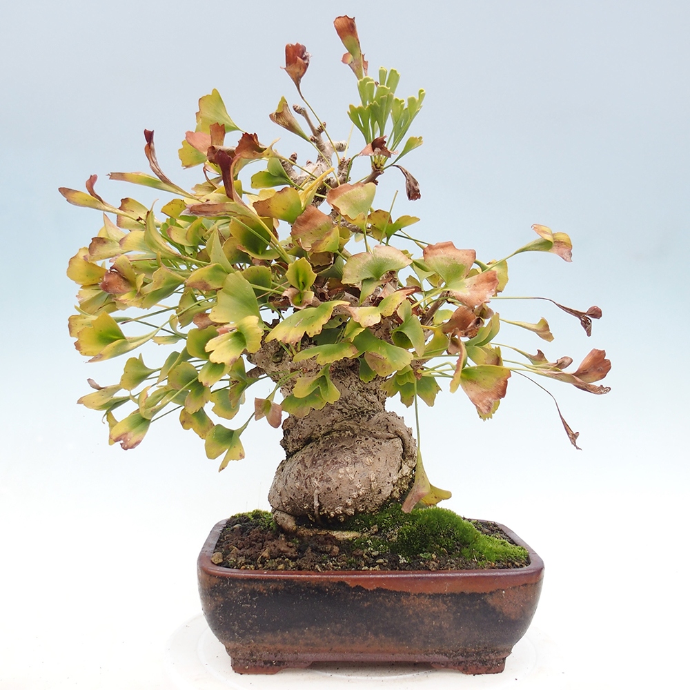 Bonsai im Freien - Ginkgo biloba