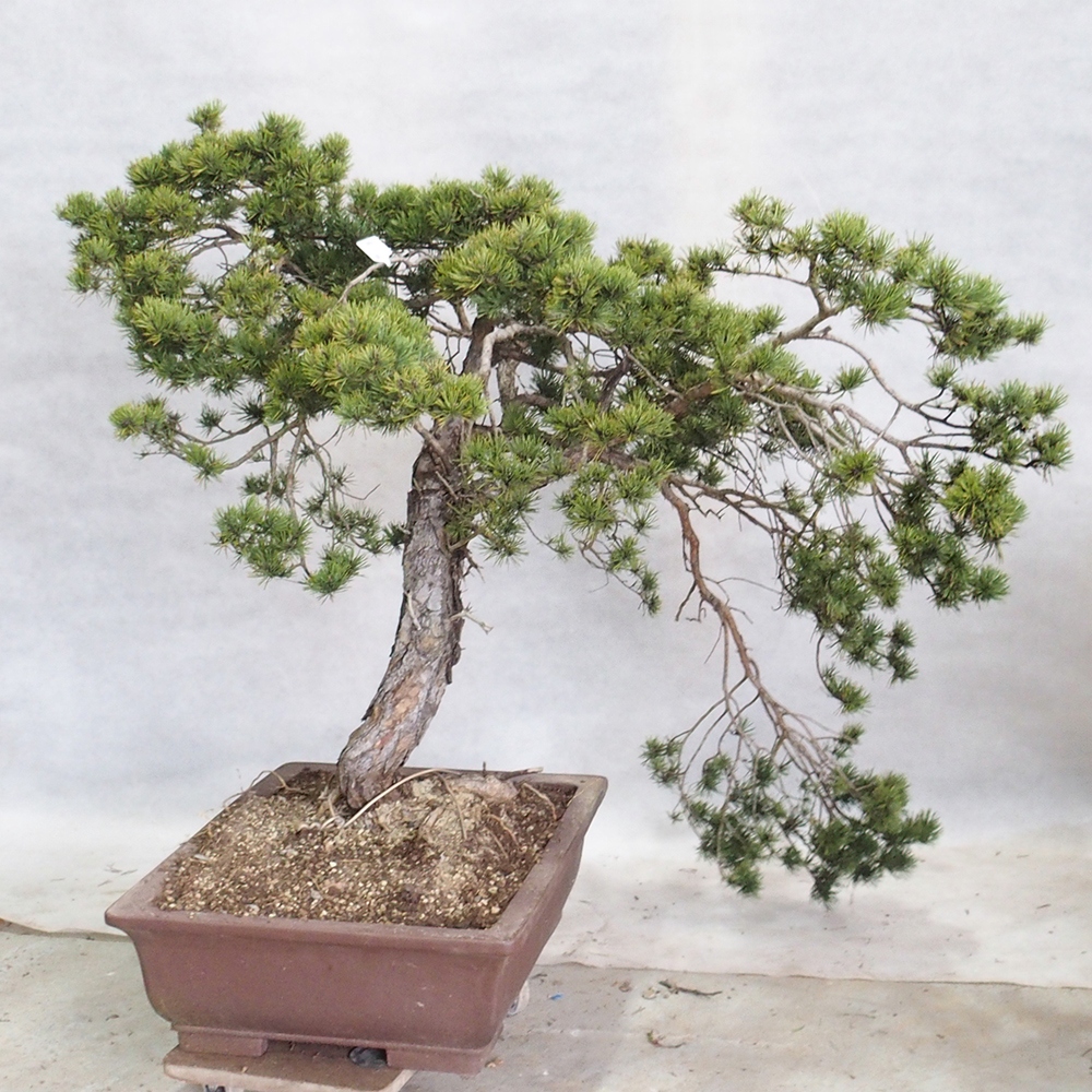 Yamadori - Pinus sylvestris 