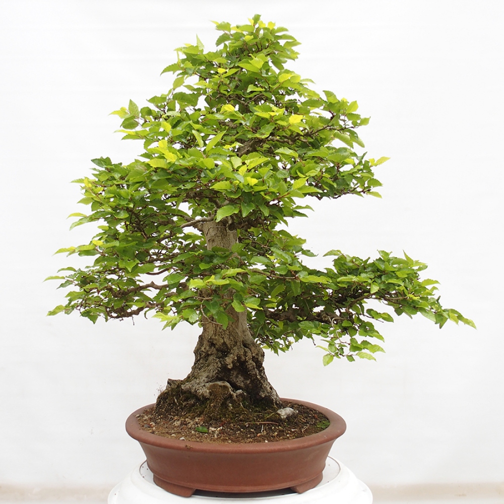 Bonsai im Freien -Carpinus CARPINOIDES - Koreanische Hainbuche