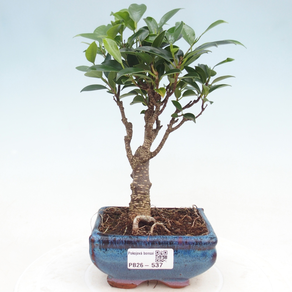 Zimmer Bonsai Ficus retusa kimmen