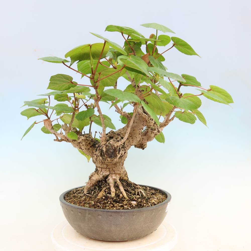 Zimmerbonsai - Hibiscus tiliaceus - Meeres-Hibiskus