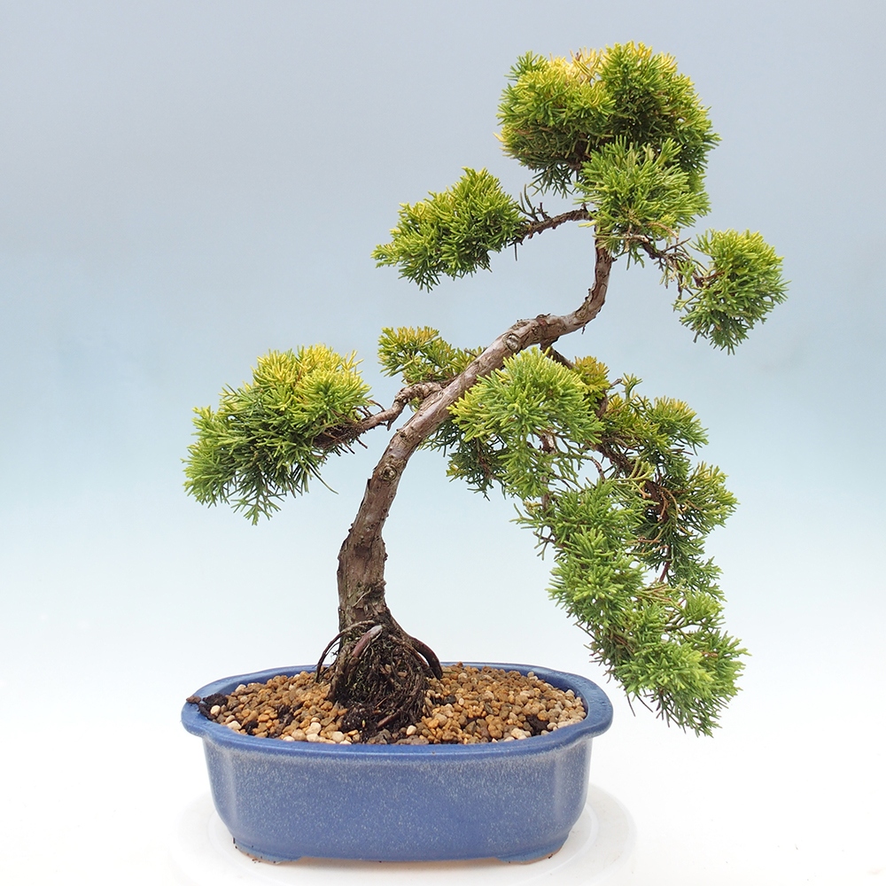 Bonsai im Freien - Juniperus chinensis plumosa aurea - Chinesischer Goldwacholder