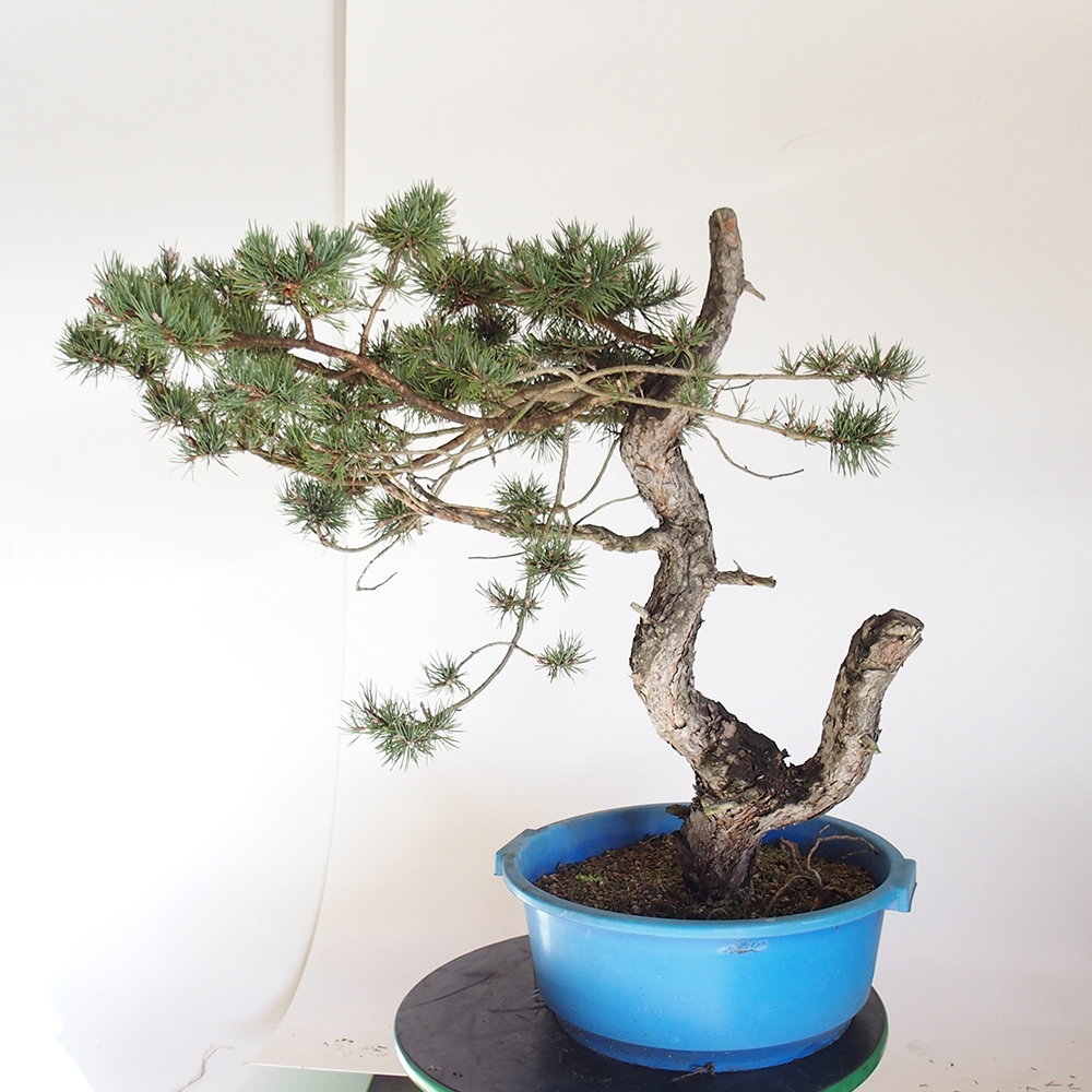 Yamadori - Pinus sylvestris Spanien