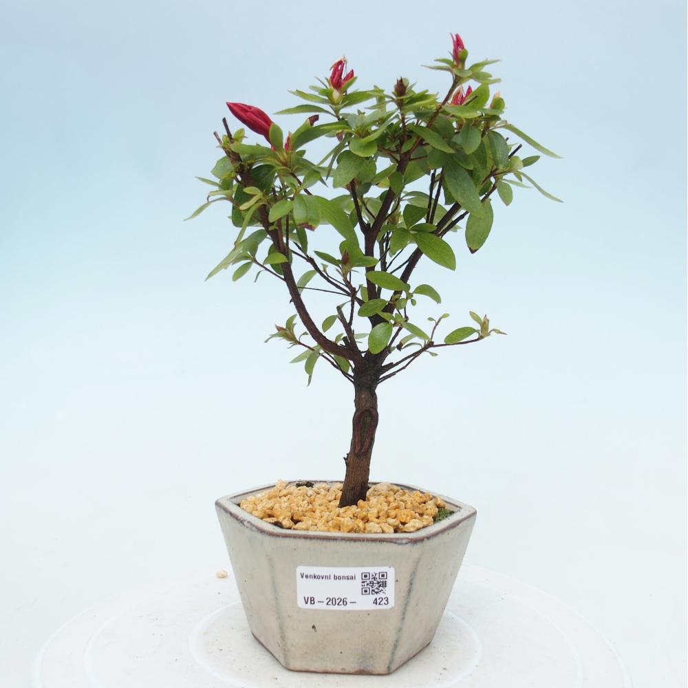 Bonsai für draußen - Japanische Azalee - Azalea sp.