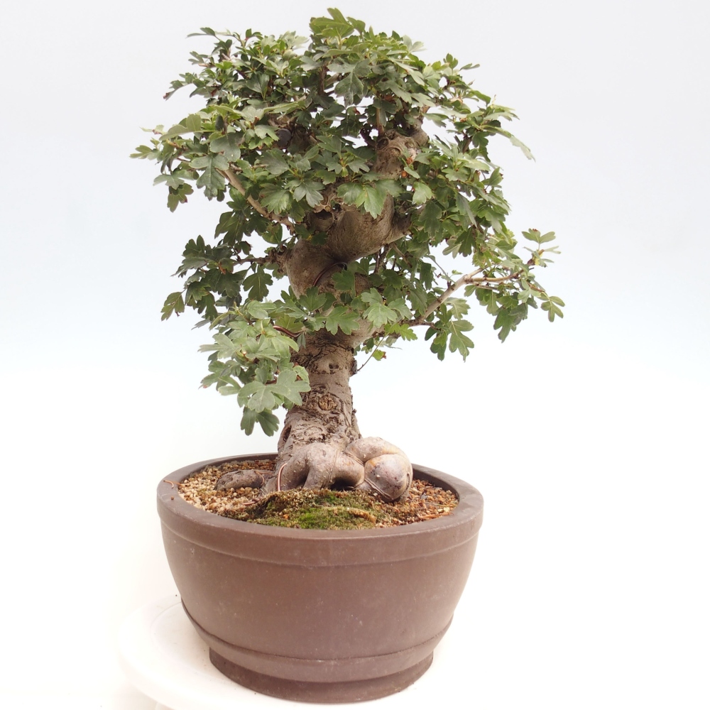 Bonsai im Freien - Rosa Weißdorn, vollblütig - Crataegus 