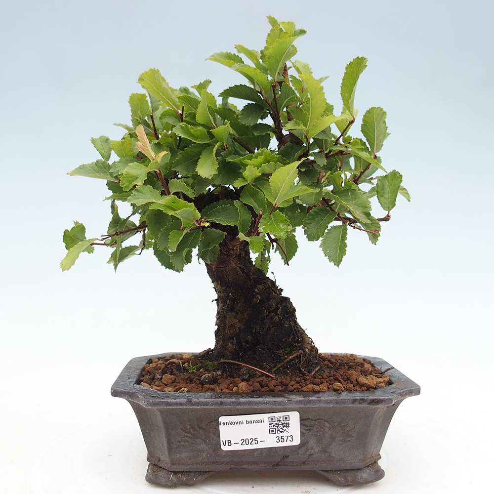 Bonsai für draußen - Zelkova - Zelkova NIRE