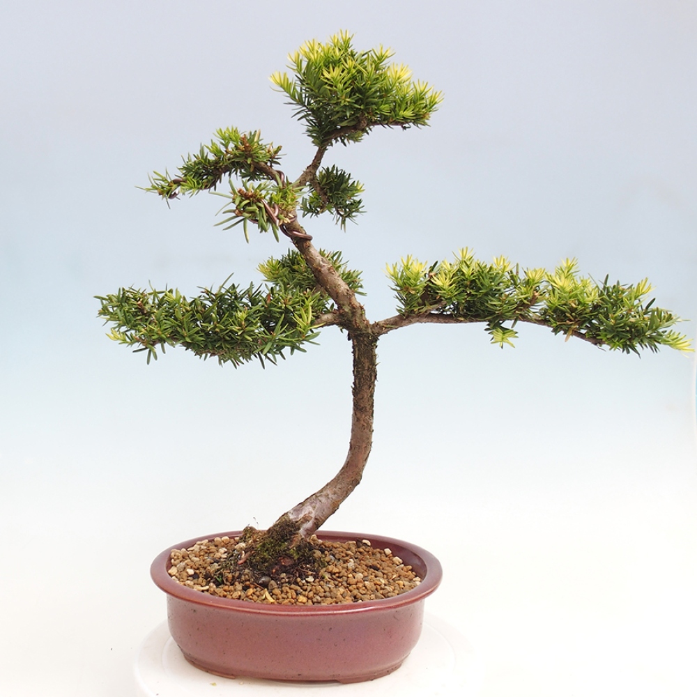 Bonsai im Freien - Taxus cuspidata - Japanische Eibe
