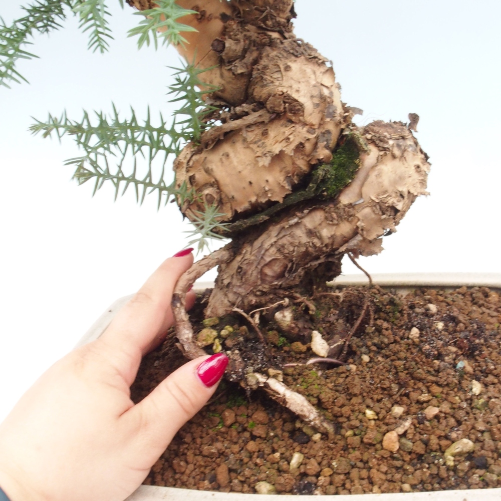 Zimmer Bonsai - Araukarie - Zimmer Fichte