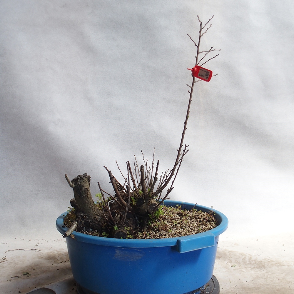 Outdoor Bonsai -Mahalebka - Prunus Mahaleb