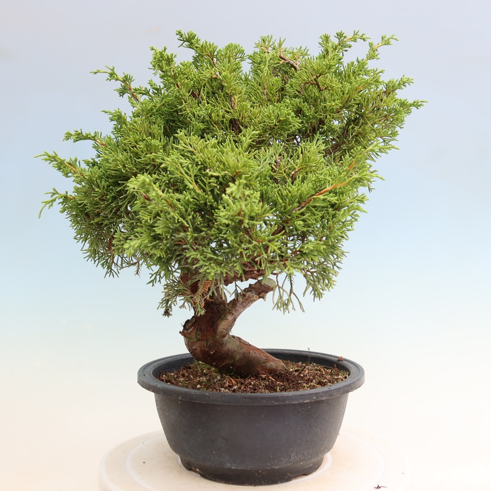 Bonsai für draußen - Juniperus chinensis Itoigawa-Juniperus chinensis