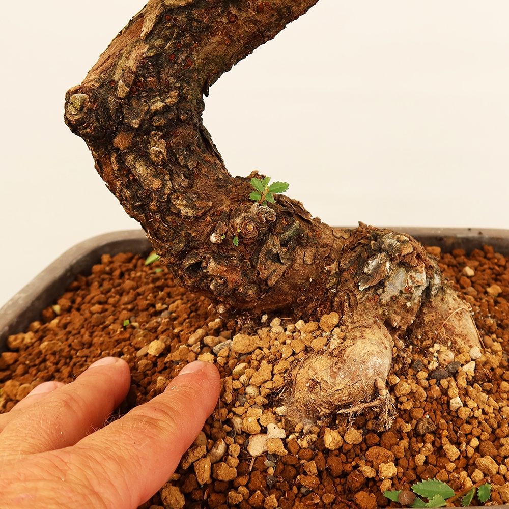 Bonsai im Freien - Zelkova - Zelkova NIRE