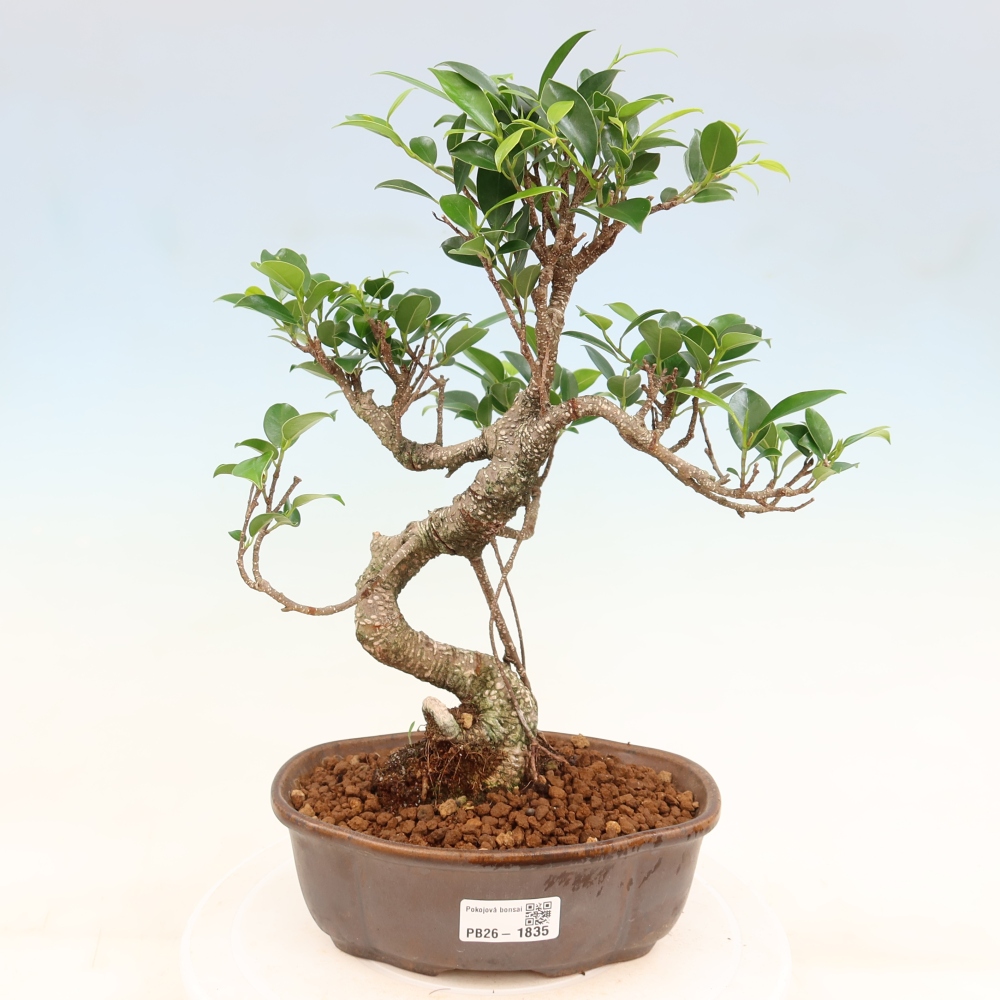 Zimmerbonsai - Ficus retusa - Kleinblättriger Ficus