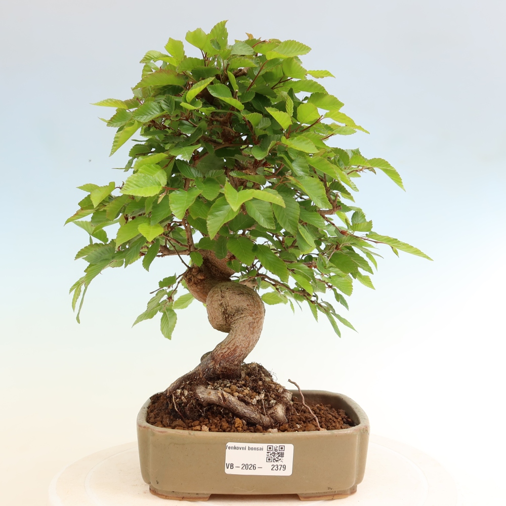 Bonsai für draußen - Karpinus Coreana - Koreanische Hainbuche