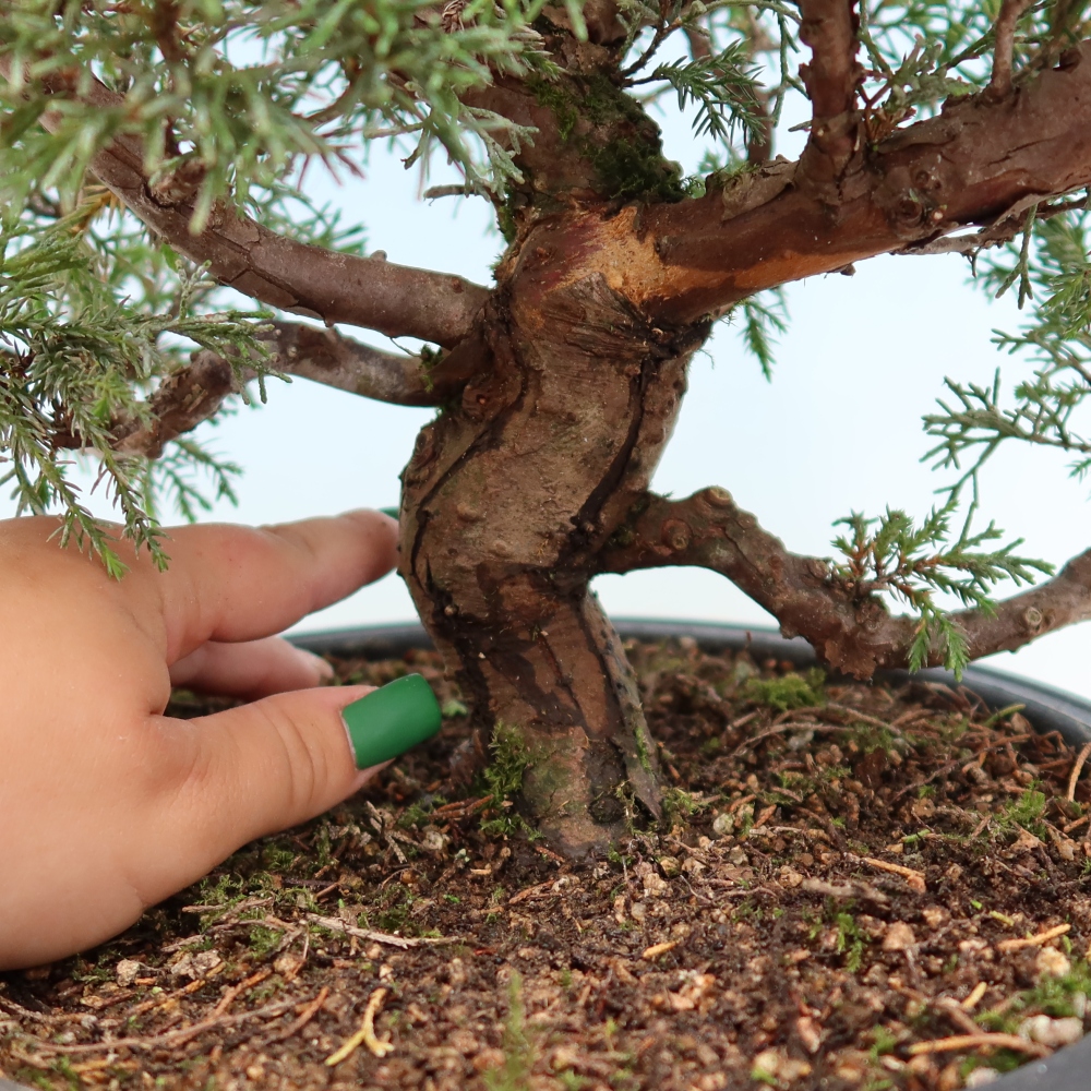 Bonsai für draußen - Juniperus chinensis Itoigawa-Juniperus chinensis
