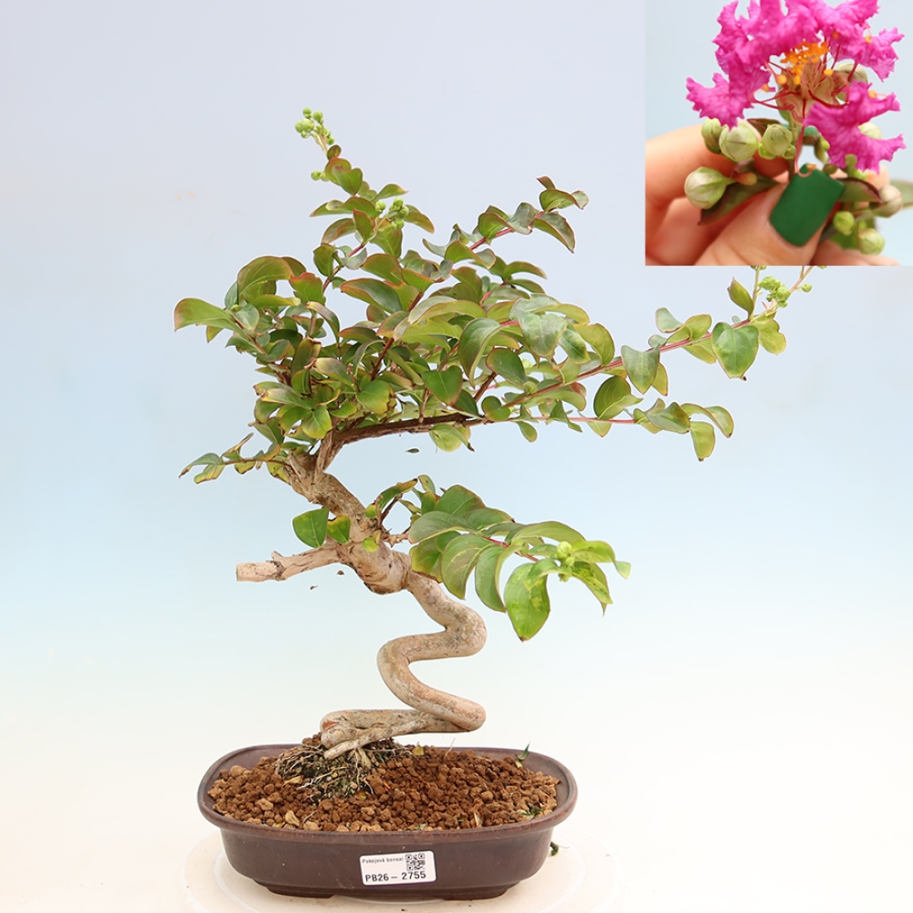 Zimmerbonsai – Lagerstroemia indica – Indischer Flieder
