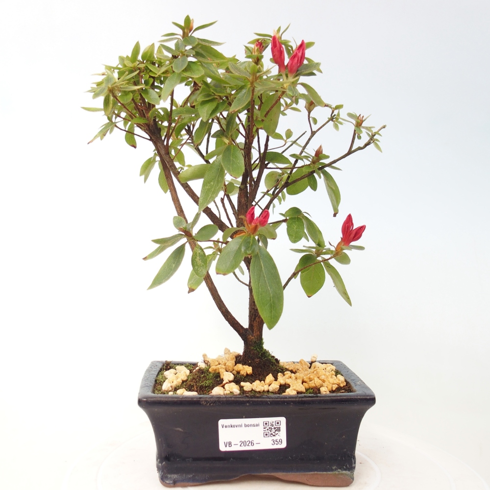Bonsai für draußen - Japanische Azalee - Azalea sp.