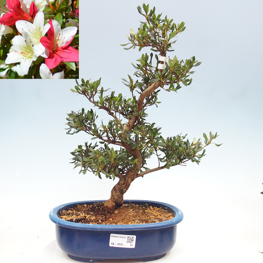 Bonsai für draußen - Japanische Azalee - Azalee CHIHIRO