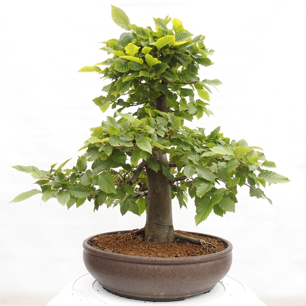 Bonsai im Freien - Hainbuche - Carpinus betulus