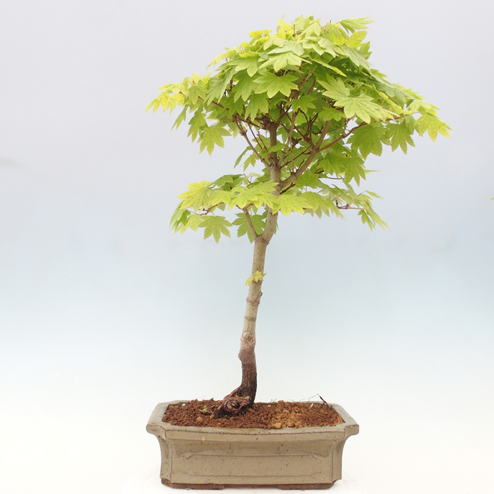 Bonsai im Freien - Ahorn palmatum katsura GISAN - Ahorn palmat