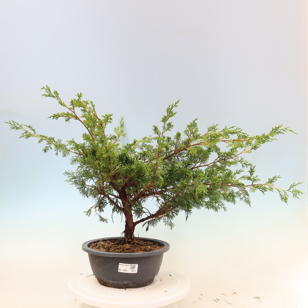 Bonsai für draußen - Juniperus chinensis Itoigawa