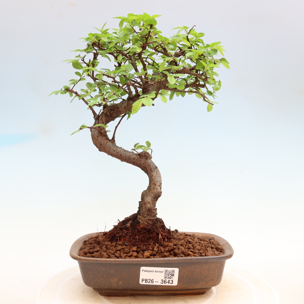 Zimmerbonsai - Ulmus parvifolia - Kleinblättrige Ulme
