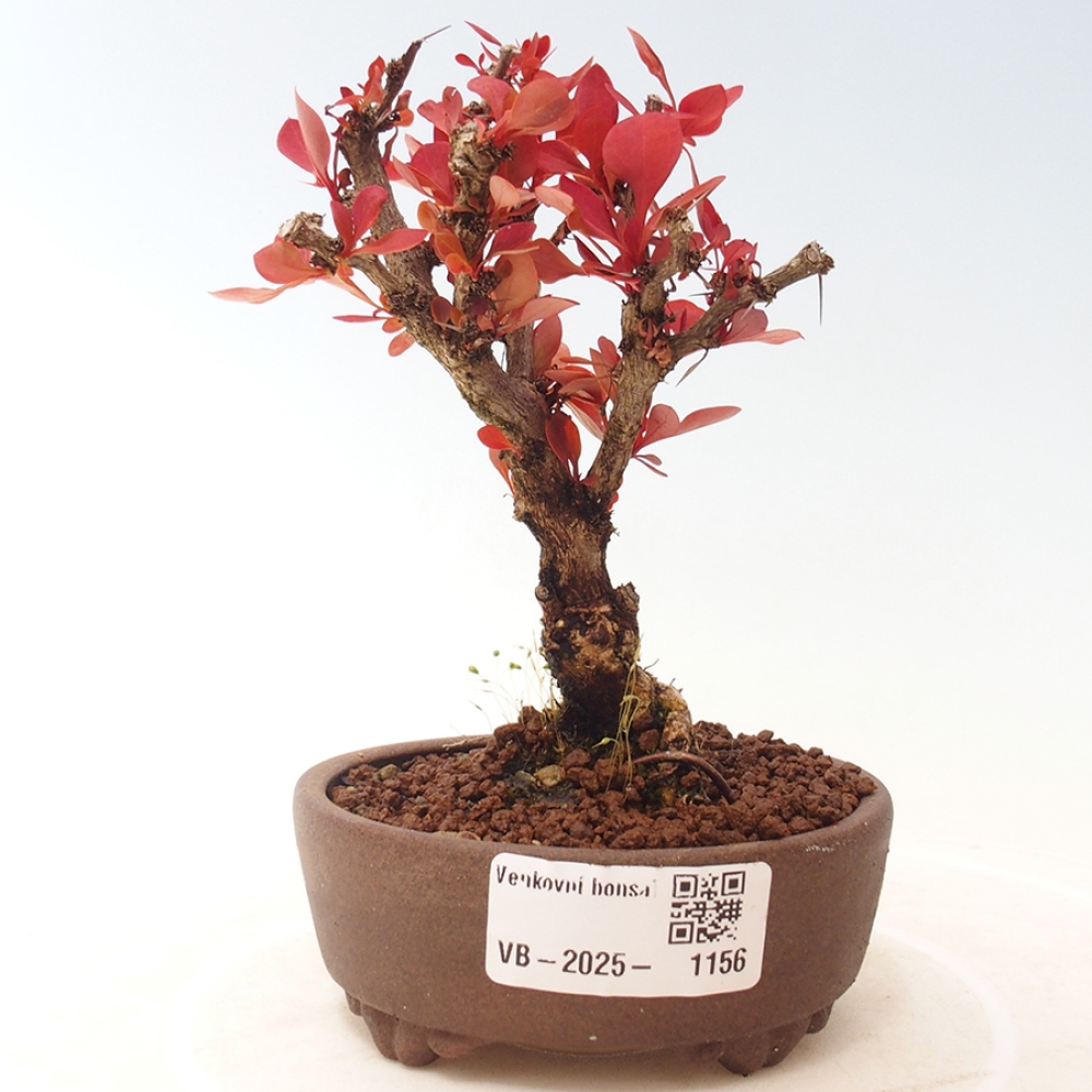 Bonsai im Freien - Berberis thunbergii Kobold - Dřištál Thunberg's