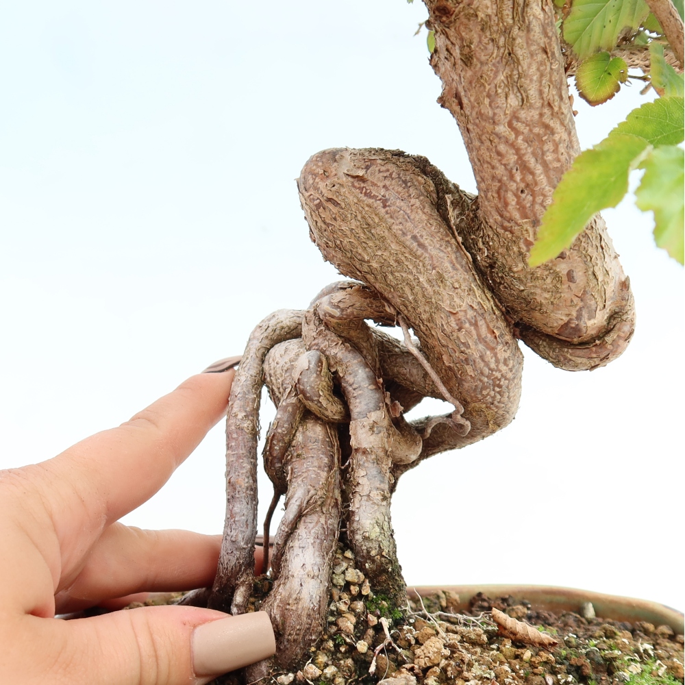Bonsai für draußen -Carpinus CARPINOIDES - Koreanische Hainbuche