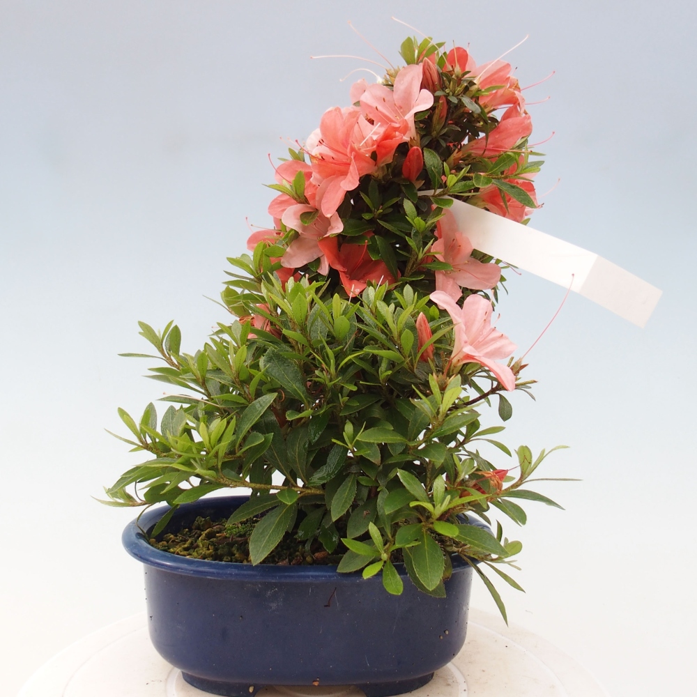 Bonsai im Freien - Japanische Azalee - Azalea Nikko