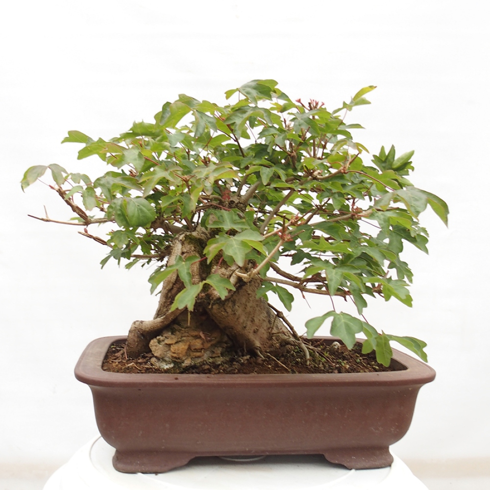 Bonsai im Freien - Baby-Ahorn - Acer campestre