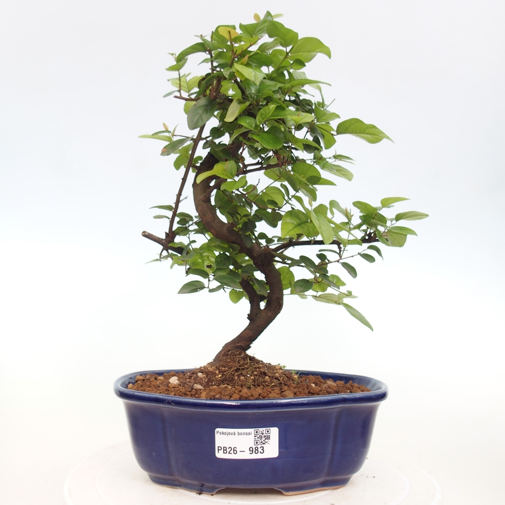 Zimmer Bonsai - Sageretia thea - Sageretia thea