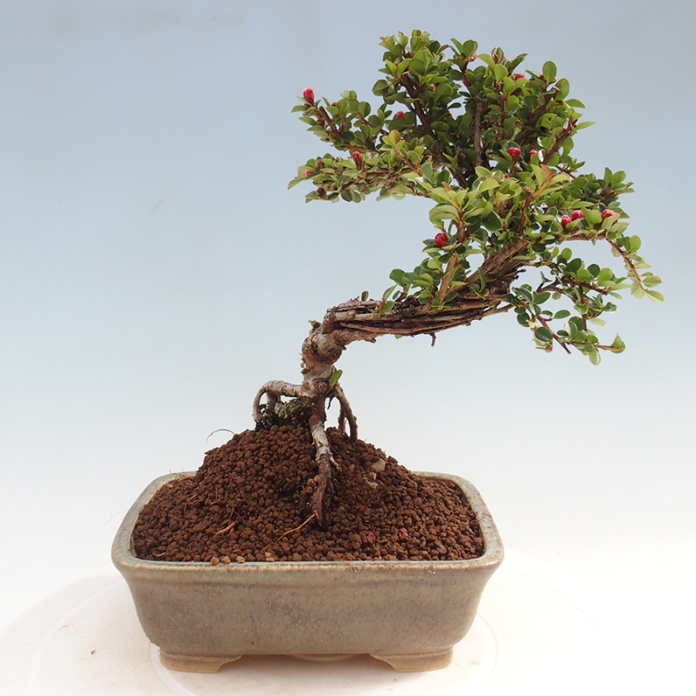 Bonsai im Freien - Cotoneaster horizontalis - Felsenbaum