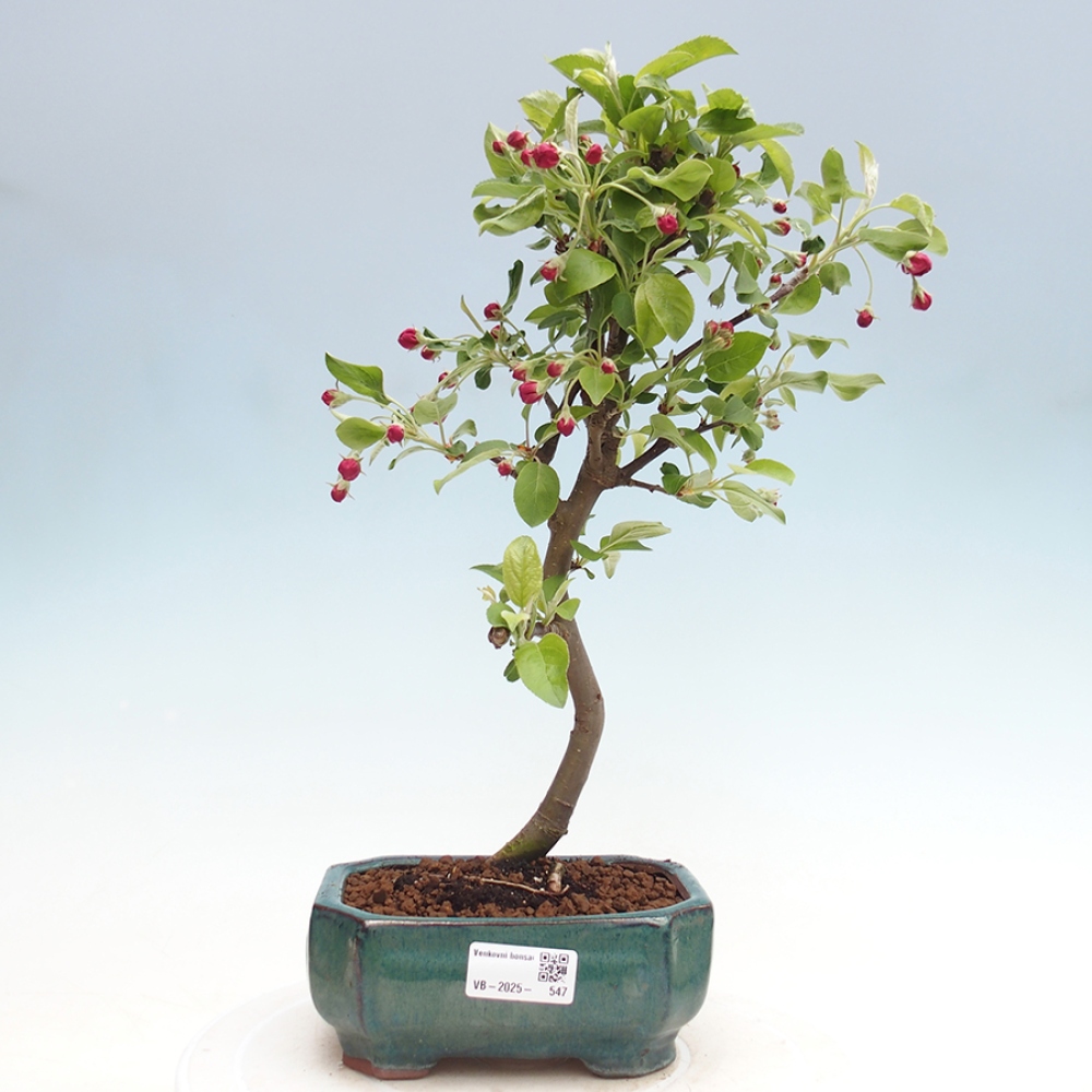 Bonsai im Freien - Malus halliana - Kleinfruchtiger Apfelbaum