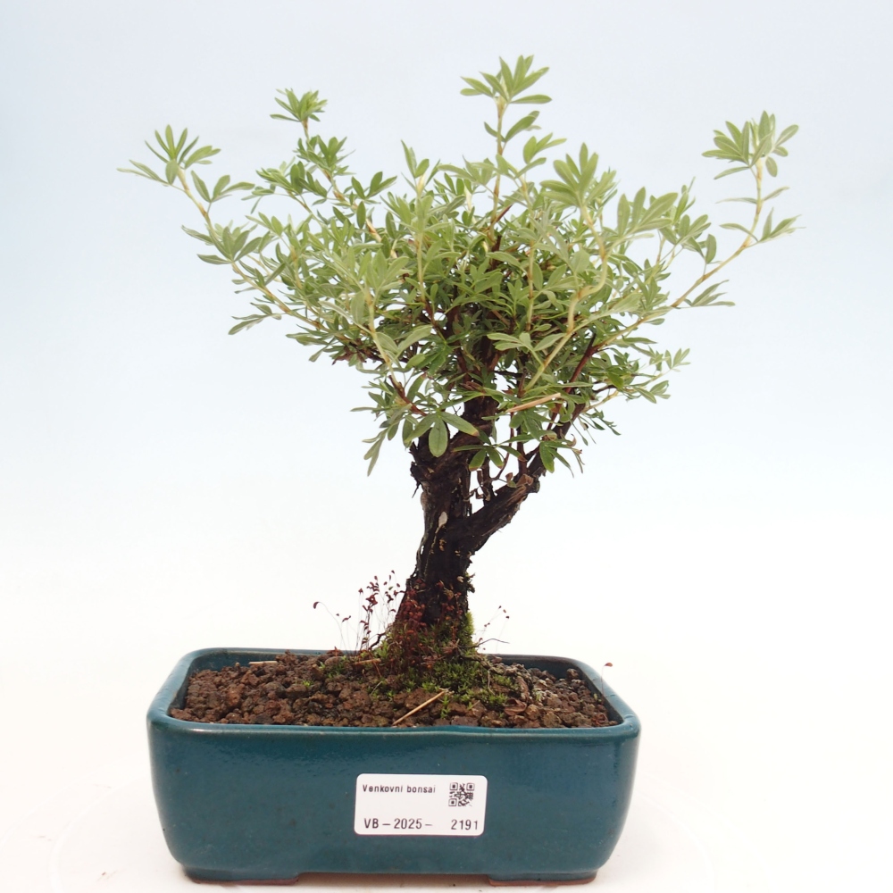 Outdoor-Bonsai-Fingerkraut - Potentila fruticosa gelber Vogel