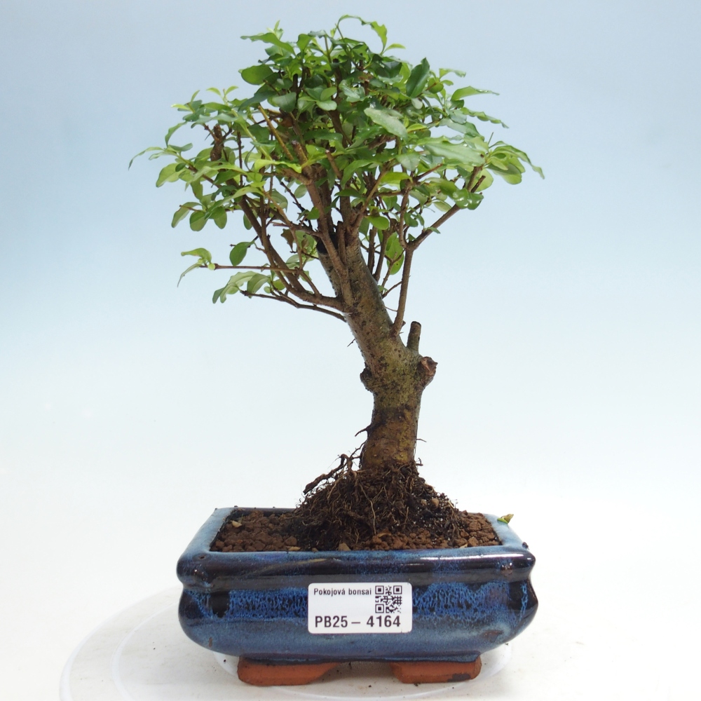 Zimmer Bonsai -Ligustrum chinensis - Vogelschnabel