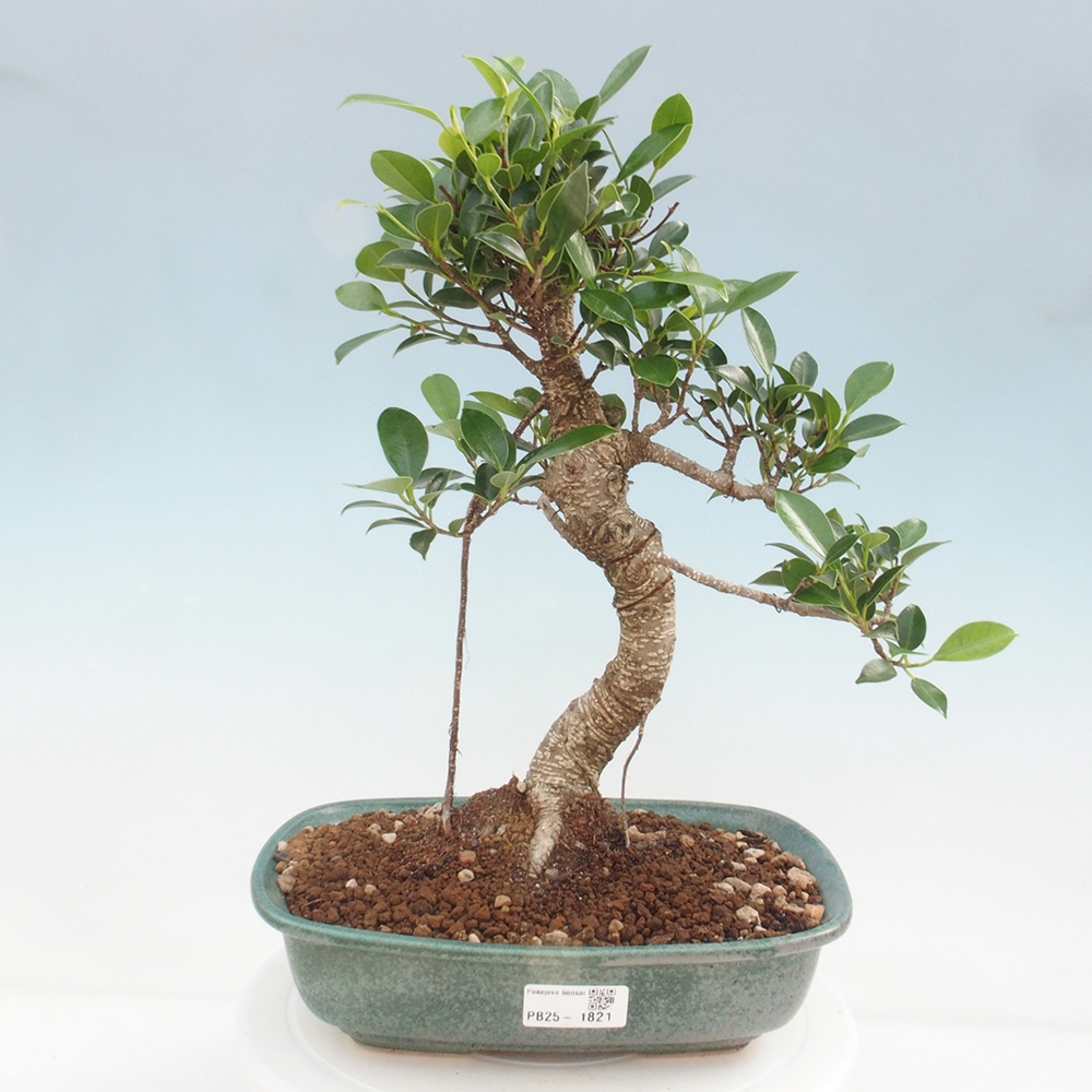 Indoor-Bonsai - Ficus kimmen - kleinblättriger Ficus