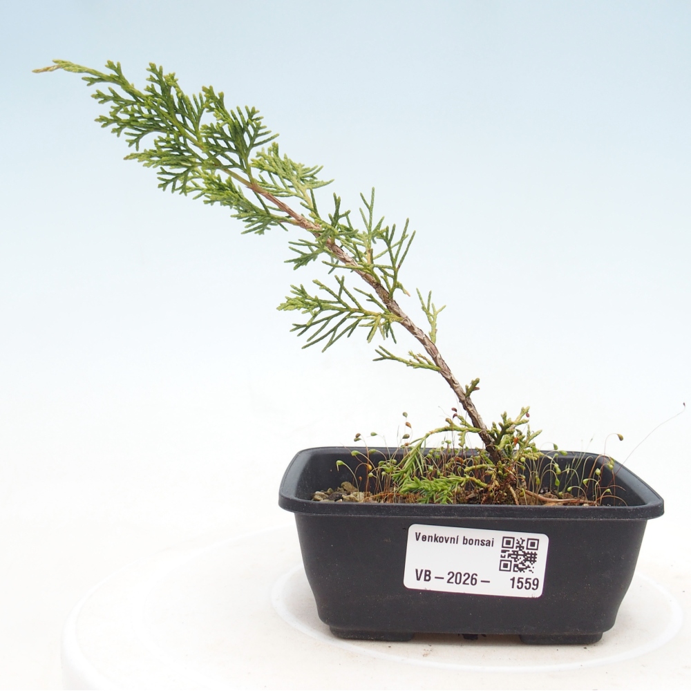 Bonsai für draußen - Juniperus chinensis Itoigawa