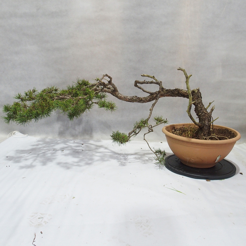 Yamadori - Pinus sylvestris 