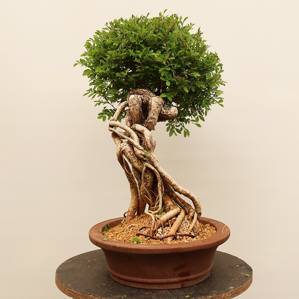 Bonsai im Freien - Zelkova - Zelkova NIRE