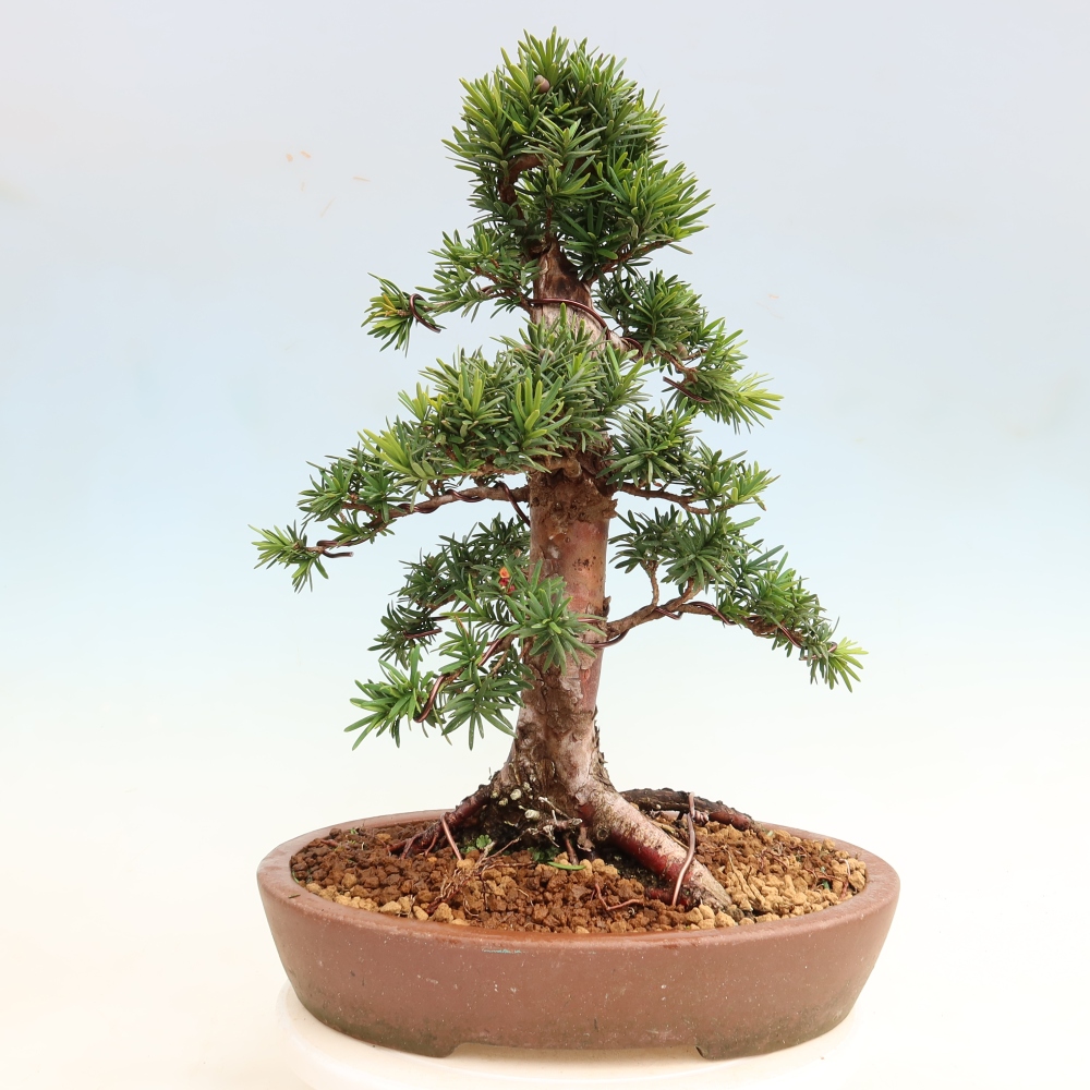 Bonsai für draußen - Taxus cuspidata - Japanische Eibe