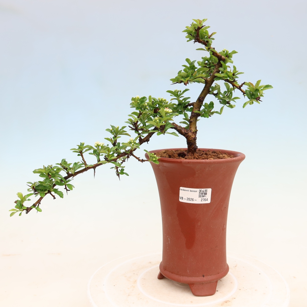 Bonsai für den Außenbereich – Pyracantha teton – Feuerdorn
