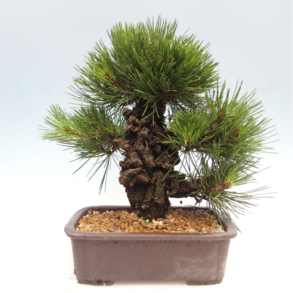 Bonsai im Freien - Pinus thunbergii - Thunbergia-Kiefer