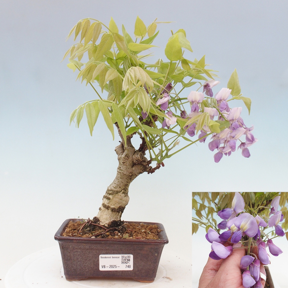 Bonsai im Freien - Wisteria floribunda - Wisteria floribunda