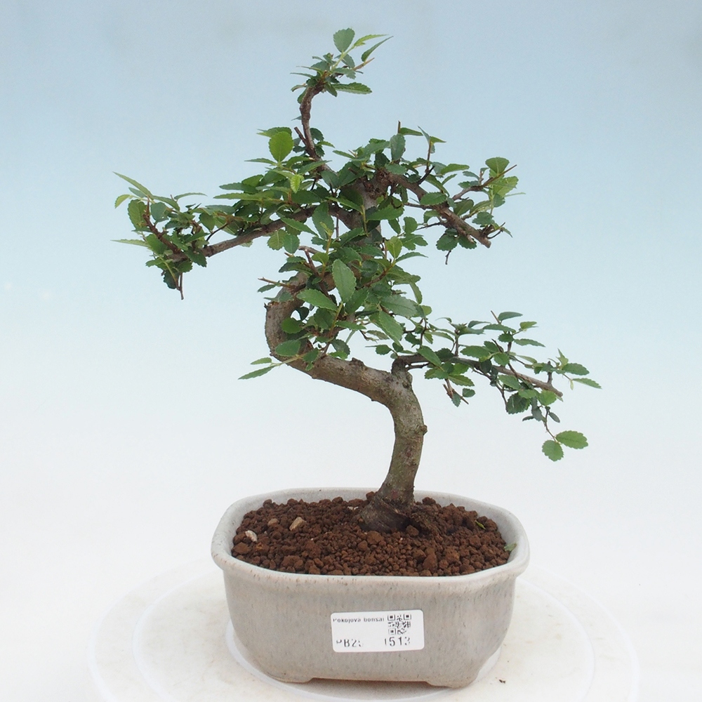 Zimmer Malolistý Ulme Bonsai