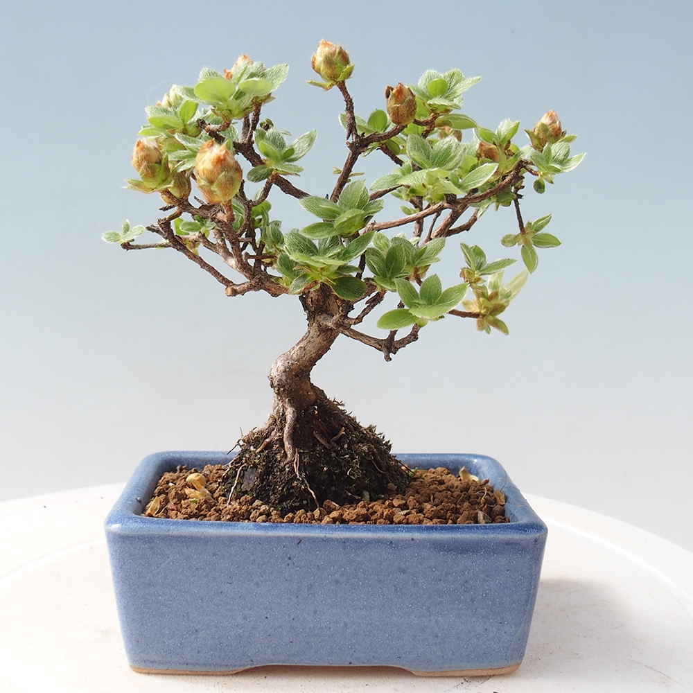 Outdoor-Bonsai - Rododendron indicum - Japanische Azalee