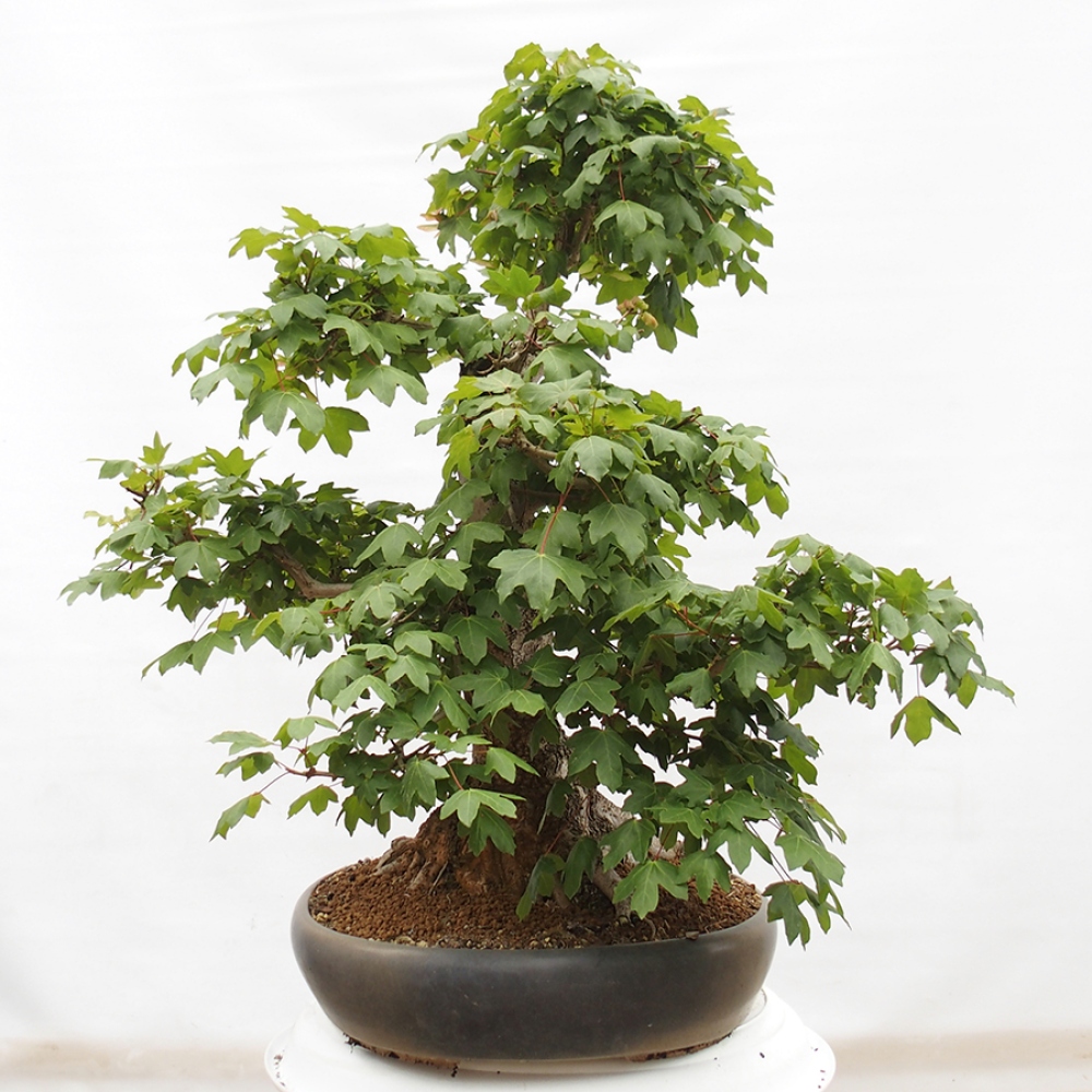 Bonsai im Freien - Baby-Ahorn - Acer campestre
