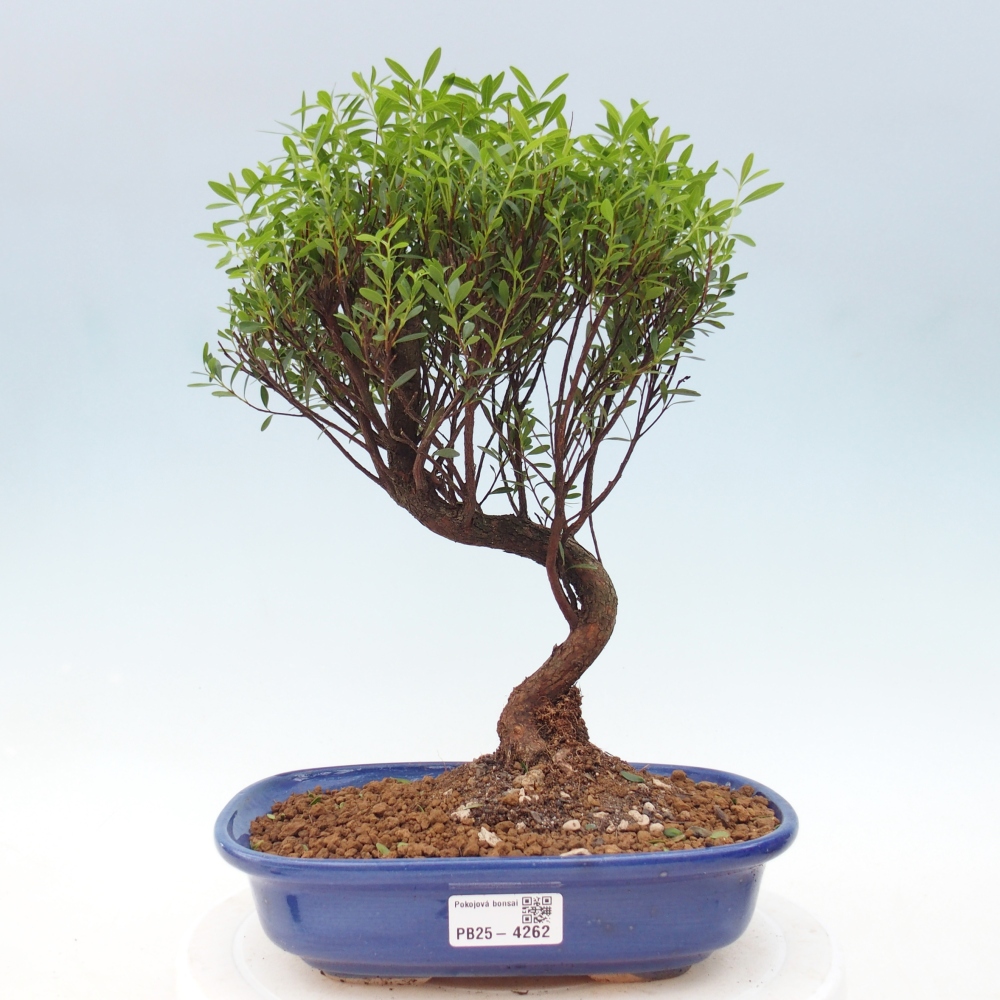 Zimmer Bonsai - Syzygium - Piment