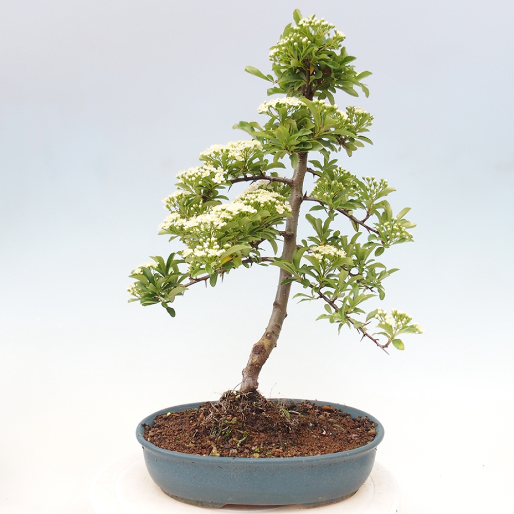 Outdoor Bonsai-Pyracanta Teton -Bäckerei