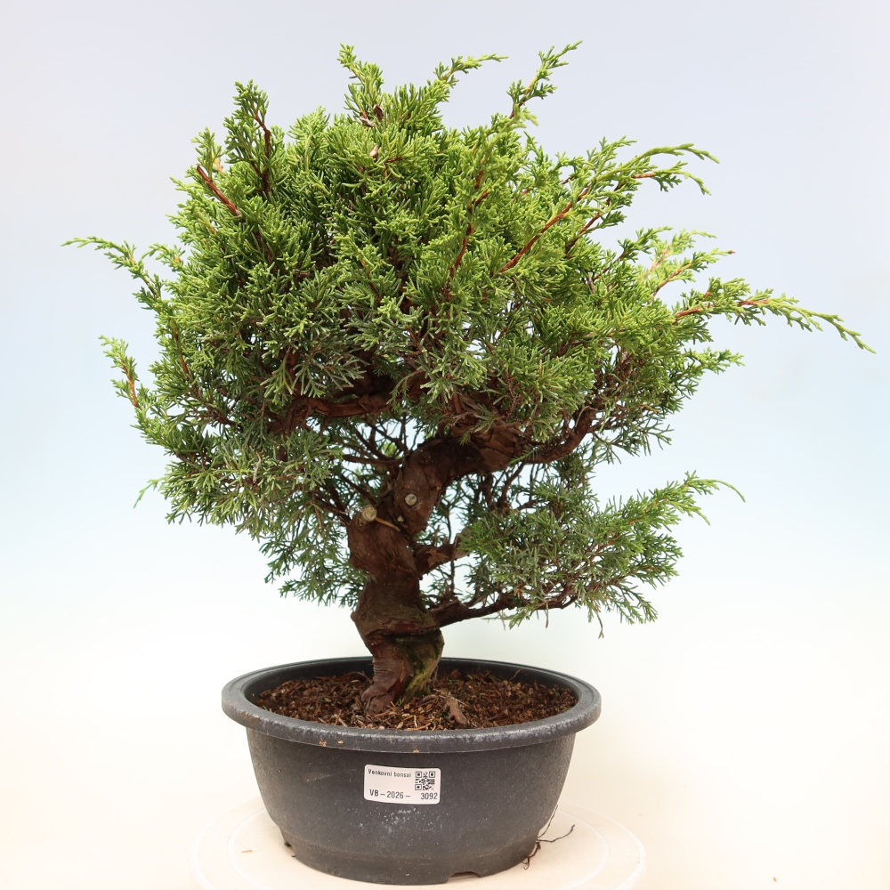 Bonsai für draußen - Juniperus chinensis Itoigawa-Juniperus chinensis