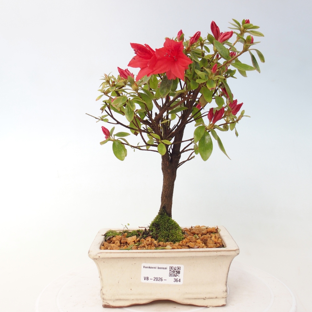 Bonsai für draußen - Japanische Azalee - Azalea sp.