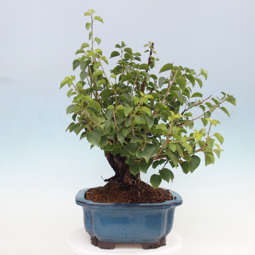 Bonsai im Freien - Mahalebka - Prunus mahaleb